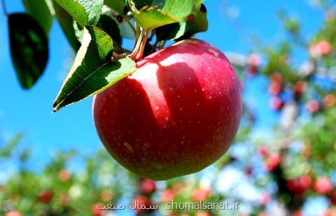 شرایط واردات موز در قبال صادرات سیب اعلام گردید