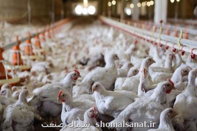 افزایش جوجه ریزی در خوزستان