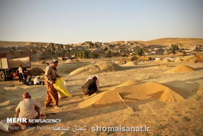 نقدینگی لازم برای خرید گندم تامین شد