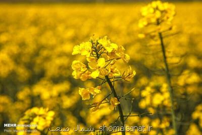 رشد ۱۸ درصدی خرید تضمینی و توافقی دانه روغنی كلزا