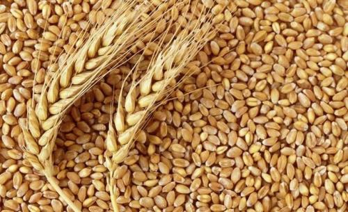 ابعادی دیگر از ماجرای گندم های آلوده