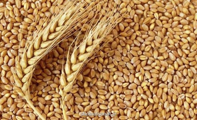 ابعادی دیگر از ماجرای گندم های آلوده