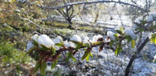 سیلی سخت سرما بر گونه شکوفه های بهاری ساوه
