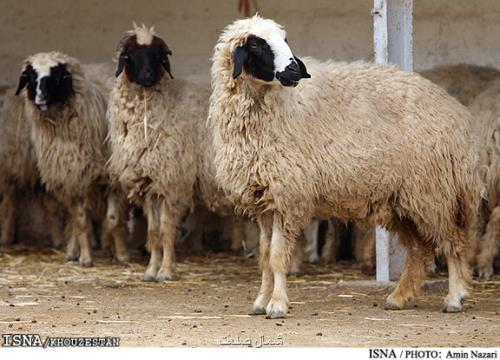 گزارشی از قاچاق دام زنده از مرزهای خوزستان نداشته ایم