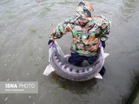 شهر خاویاری طرح بزرگ مگا پروژه شیلات با قابلیت ملی