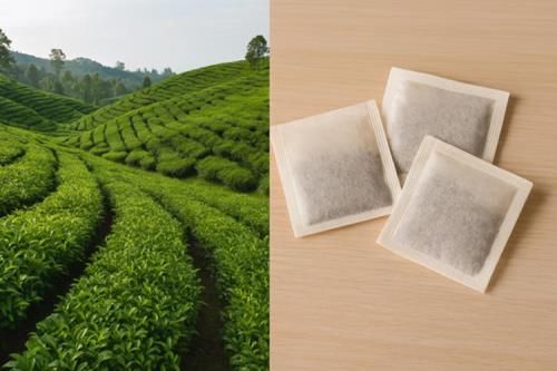 فرآیند تولید چای کیسه ای از مزرعه تا دستگاه بسته بندی