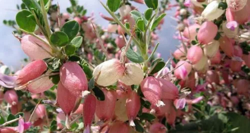 بررسی خاصیت آنتی اکسیدانی گیاه انزروت