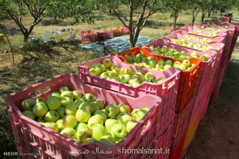 ركورد صادرات سیب شكسته شد، ۵۳۵ هزار تن صادرات داشتیم