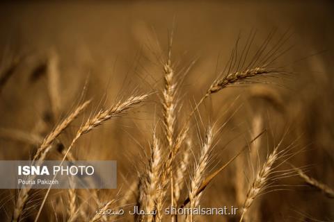 كاهش آلودگی در دومین كانون سن گندم كشور