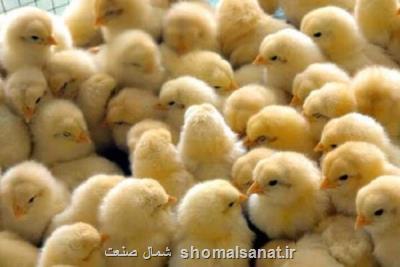 نظارت بر بازار شكر و جوجه یكروزه در صدر كالاهای اولویت دار