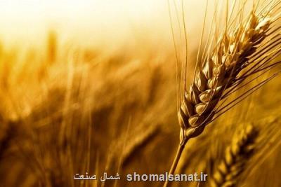 خرید ۱ و نیم میلیون تن گندم