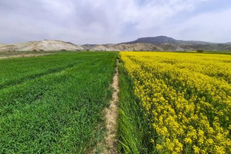 تحقق اشتغال و اقتصاد استان با عملیاتی كردن طرح های پیشران كشاورزی