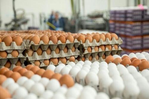 عرضه تخم مرغ بسته بندی به انجمن مربوطه واگذار شد
