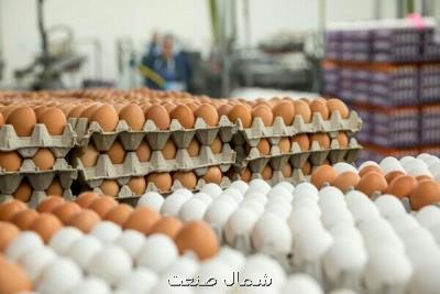 عرضه تخم مرغ بسته بندی به انجمن مربوطه واگذار شد
